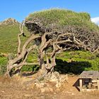 Bella Sardegna - Grüne Insel / Isola verde (10)