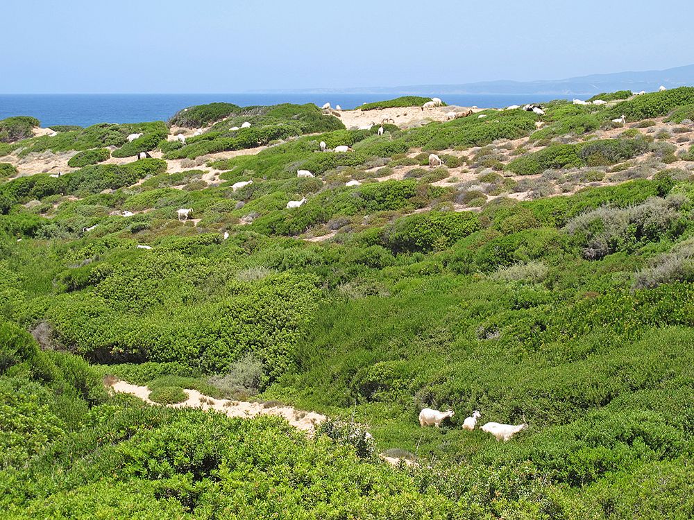 Bella Sardegna - Grüne Insel / Isola verde (7)