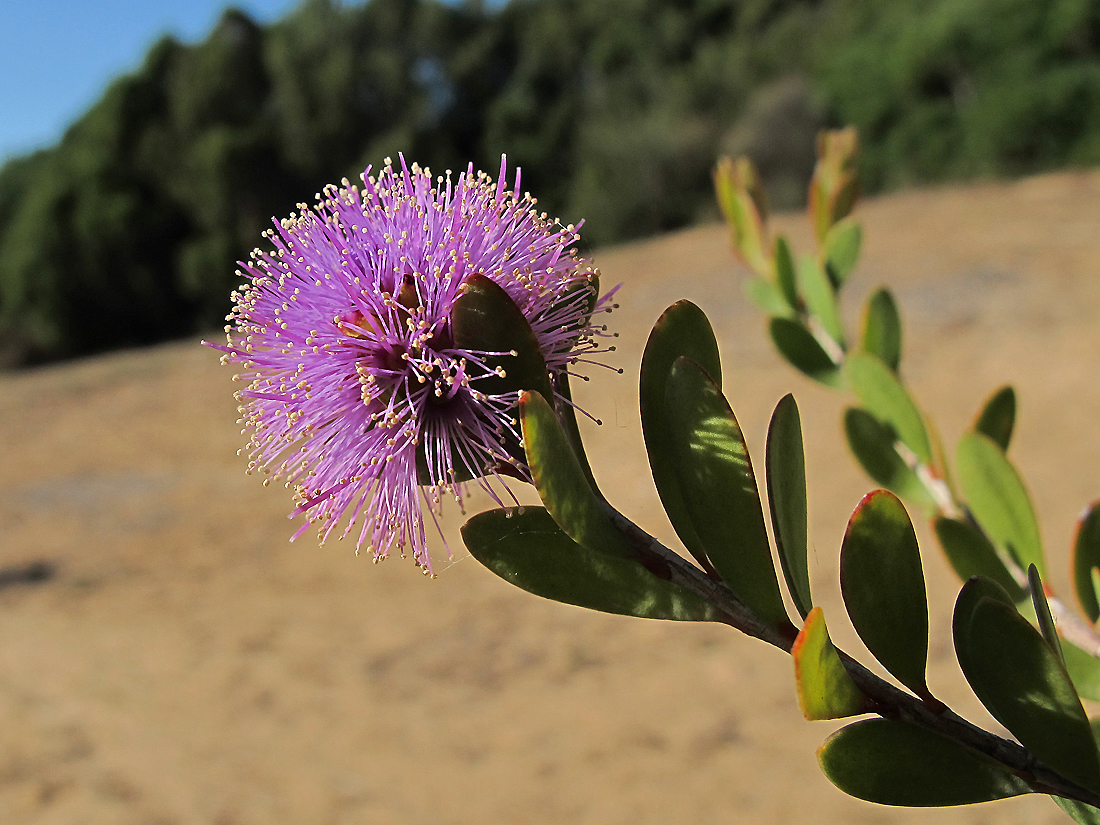 Bella Sardegna - Insel der Blüten / Isola dei fiori (1)