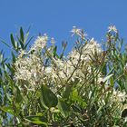 Bella Sardegna - Insel der Blüten / Isola dei fiori (2)