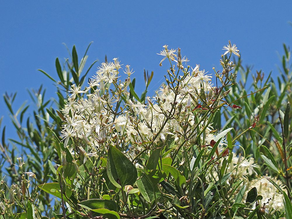 Bella Sardegna - Insel der Blüten / Isola dei fiori (2)