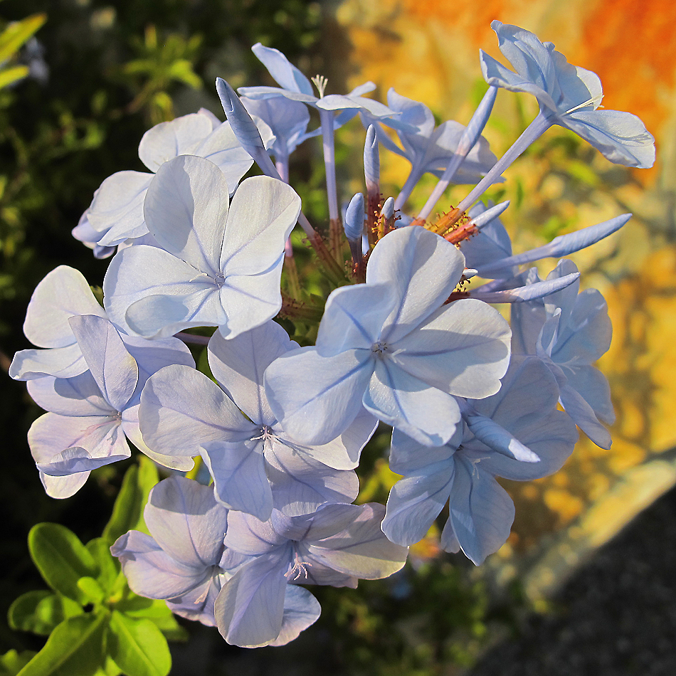 Bella Sardegna - Insel der Blüten / Isola dei fiori (3)