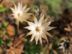 Bella Sardegna - Insel der Blüten / Isola dei fiori (5)