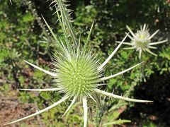 Bella Sardegna - Insel der Blüten / Isola dei fiori (6)