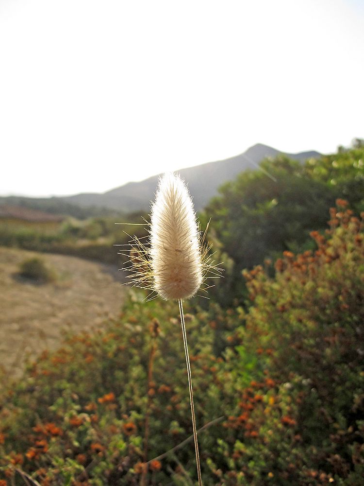 Bella Sardegna - Insel der Blüten / Isola dei fiori (7)