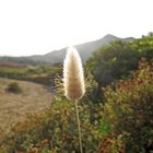 Bella Sardegna - Insel der Blüten / Isola dei fiori (7)
