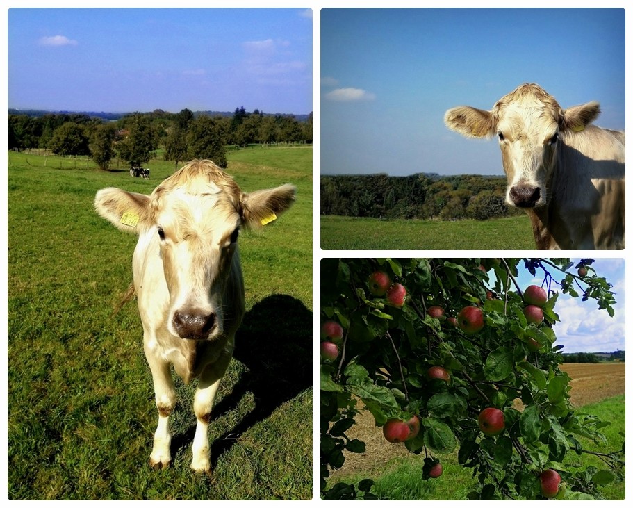 Bella will einen Apfel