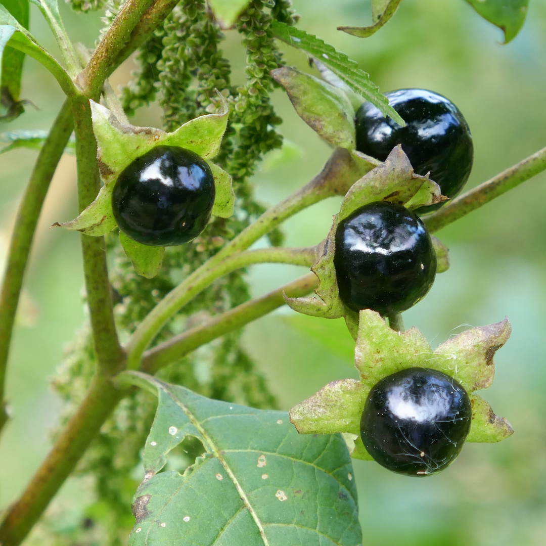 Belladonna Foto & Bild world, spezial, natur Bilder auf