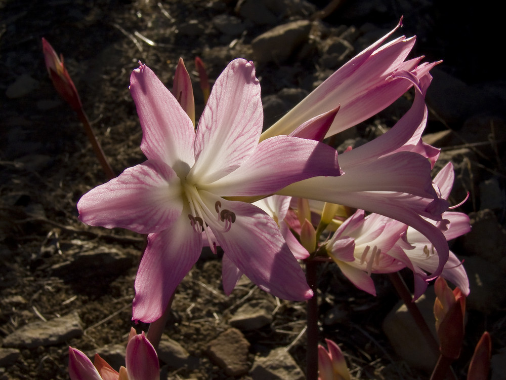 Belladonna - Lilien