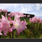 Belladonna-Lilien vor der Festung von Angra do Heroísmo