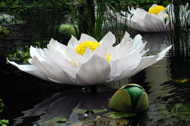 Bellagio Water Lily