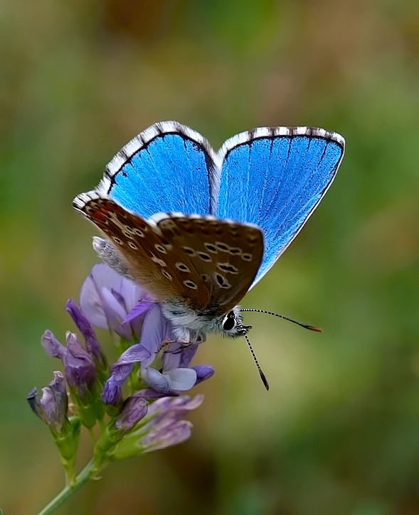 Bellargus