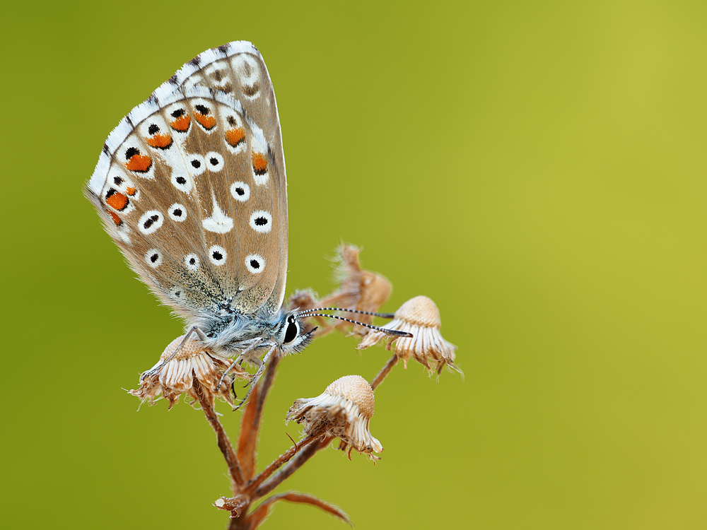 Bellargus