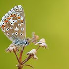 Bellargus