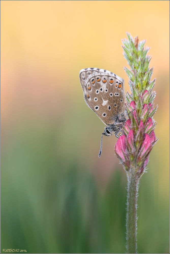 Bellargus