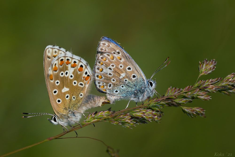 Bellargus-Hochzeit