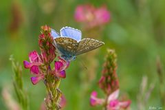 Bellargus im Blütentaumel