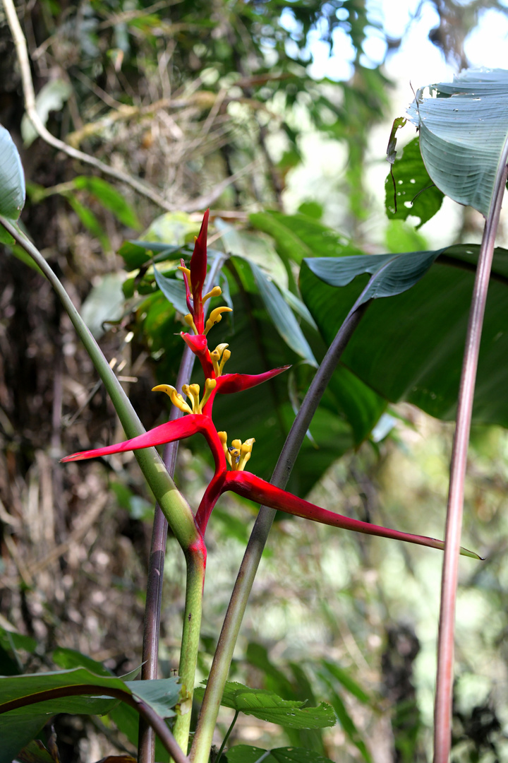 Bellavista Flora 1