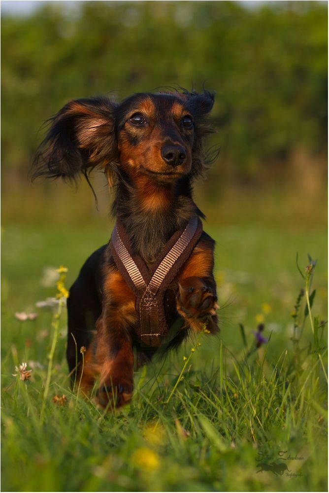 Bella,zeigt sich mittig, da heute Mittwoch ist