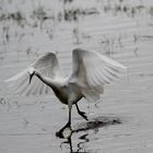 " Belle aigrette "