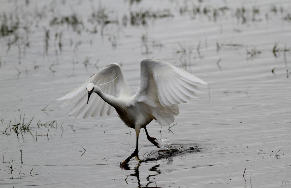 " Belle aigrette "