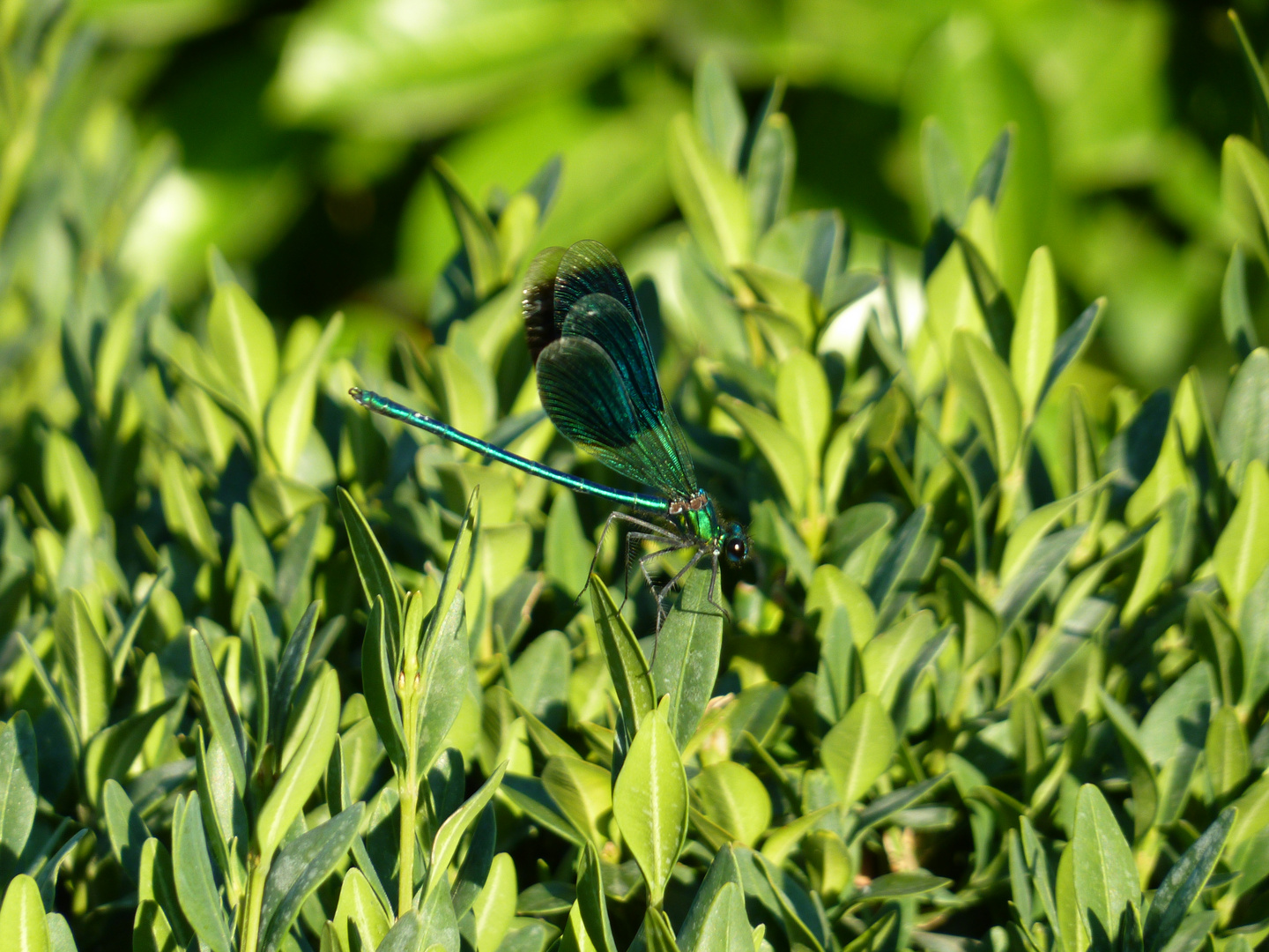 Belle Bleu Libellule