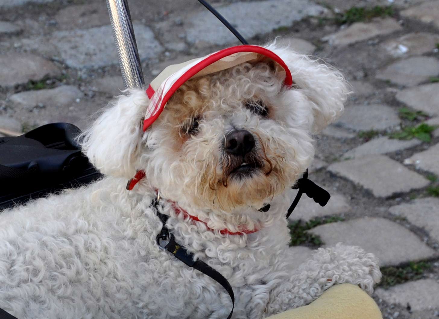 belle casquette, mignon ce chien de Bretagne