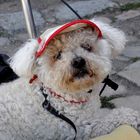 belle casquette, mignon ce chien de Bretagne