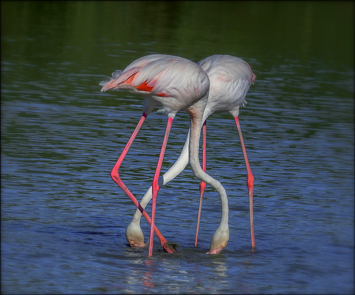 Belle choregraphie des flamants roses