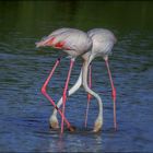 Belle choregraphie des flamants roses