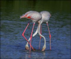 Belle choregraphie des flamants roses