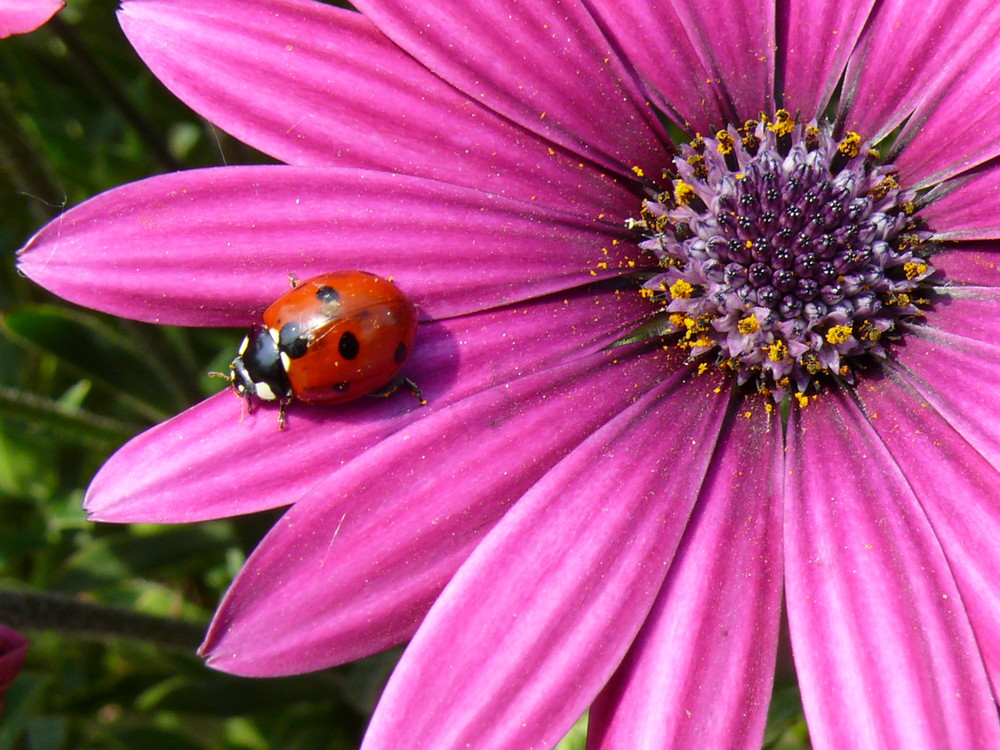 belle coccinelle