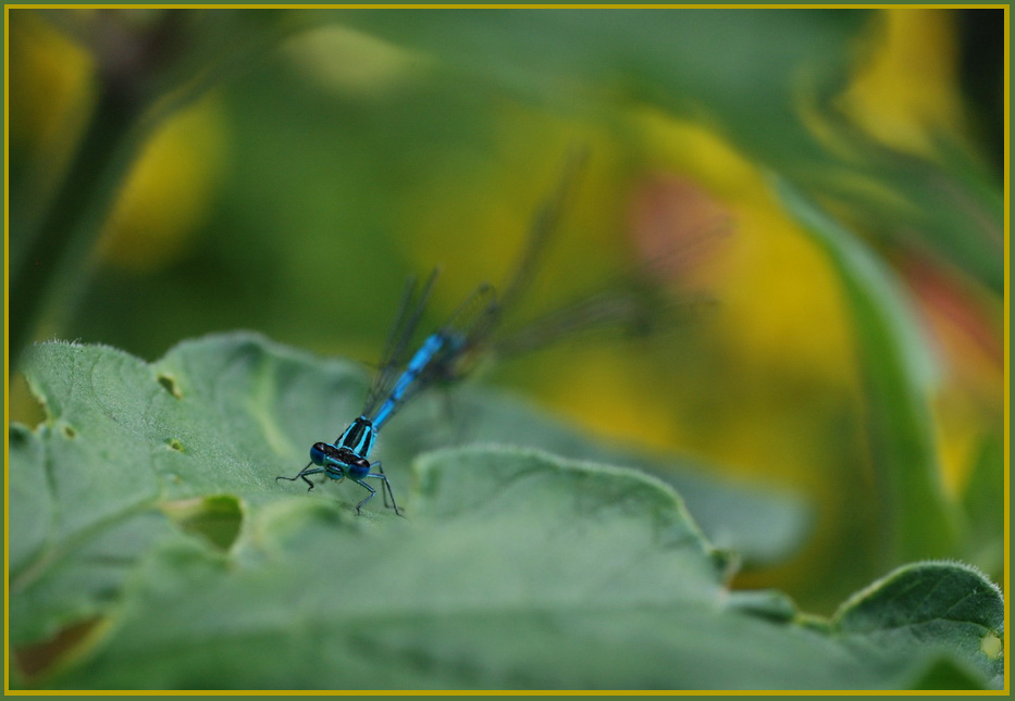 Belle comme une demoiselle !