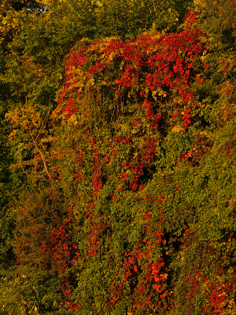 belle couleur