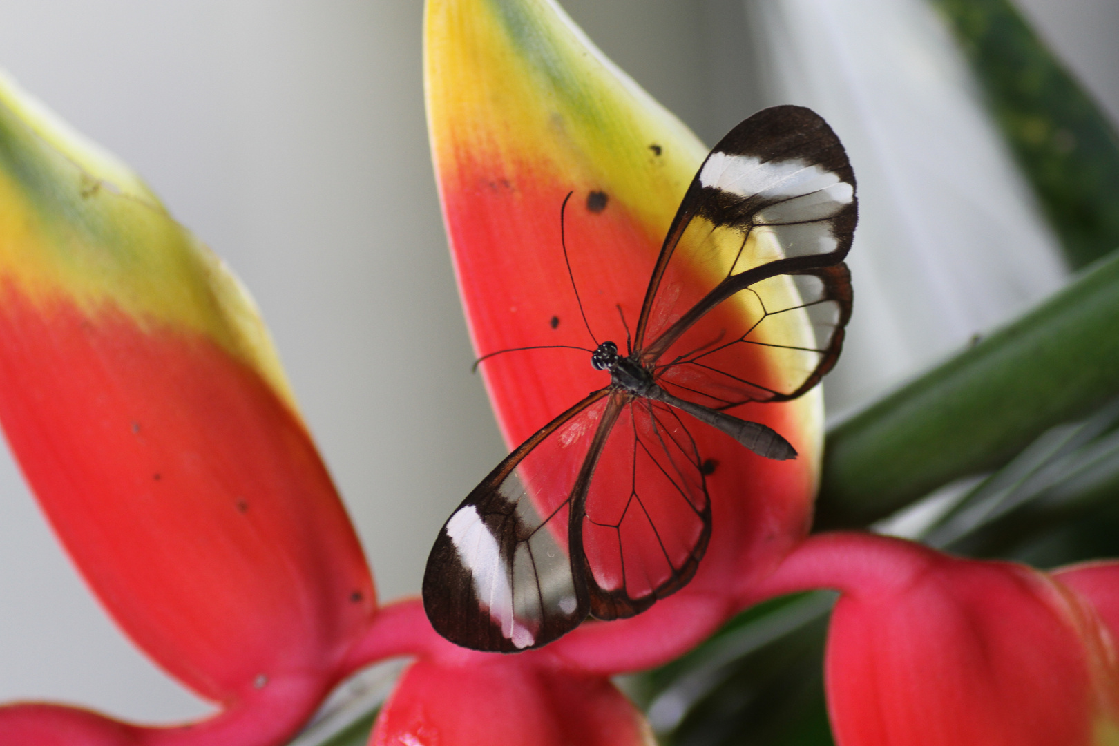 Belle Couleurs (Schöne Farben)