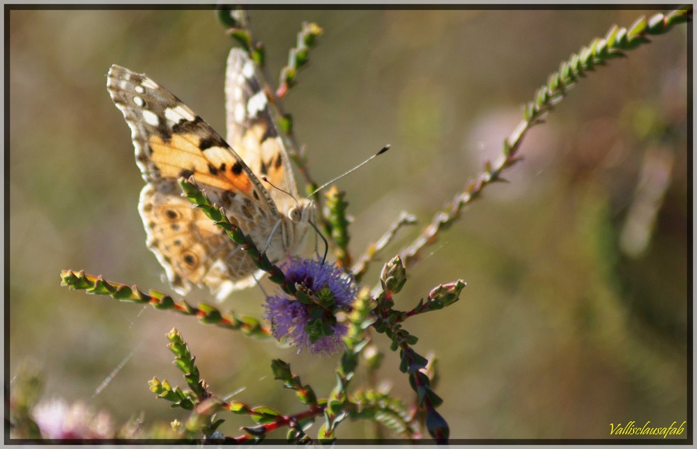 Belle Dame ou Vanesse des chardons