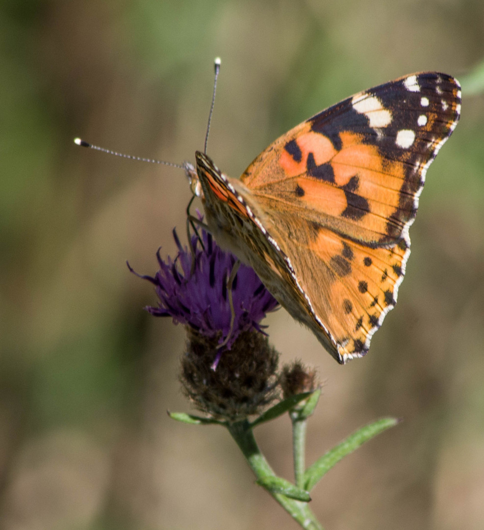 Belle dame ou vanesse des chardons