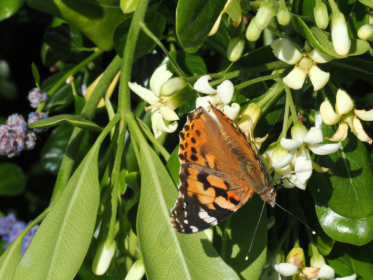 Belle-Dame sur pittosporum