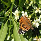 Belle-Dame sur pittosporum