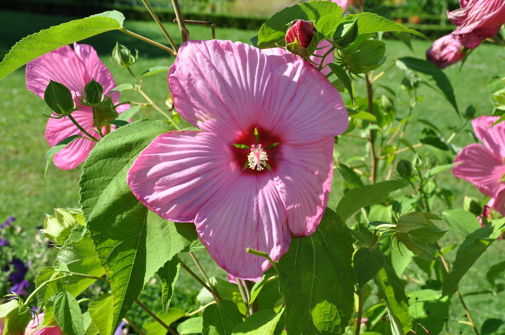 Belle de septembre....