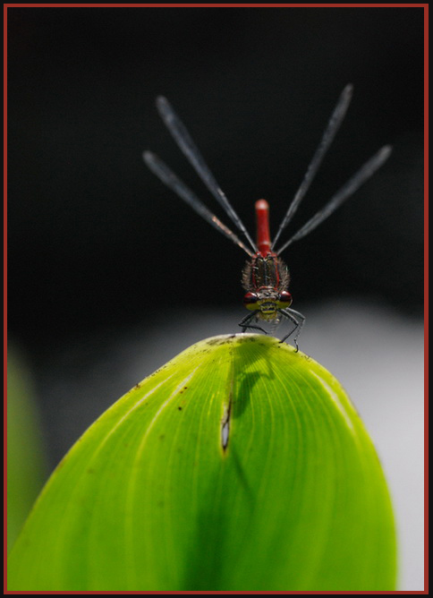 Belle demoiselle ...