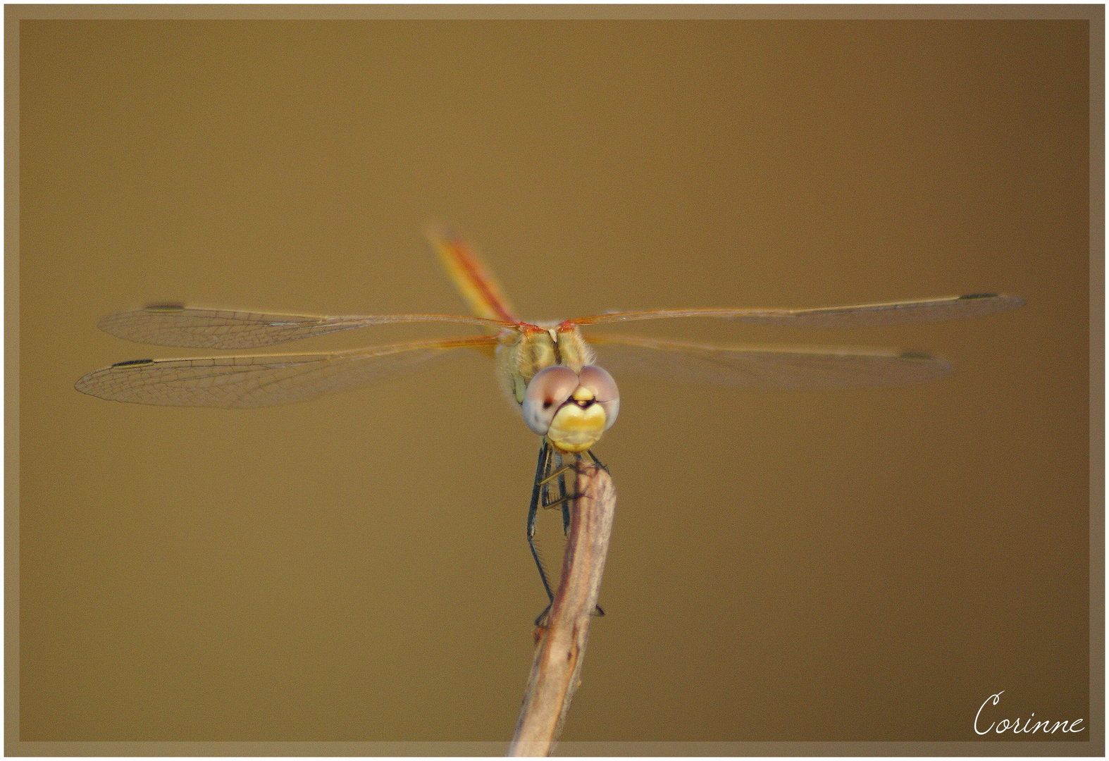 Belle demoiselle de l'étang