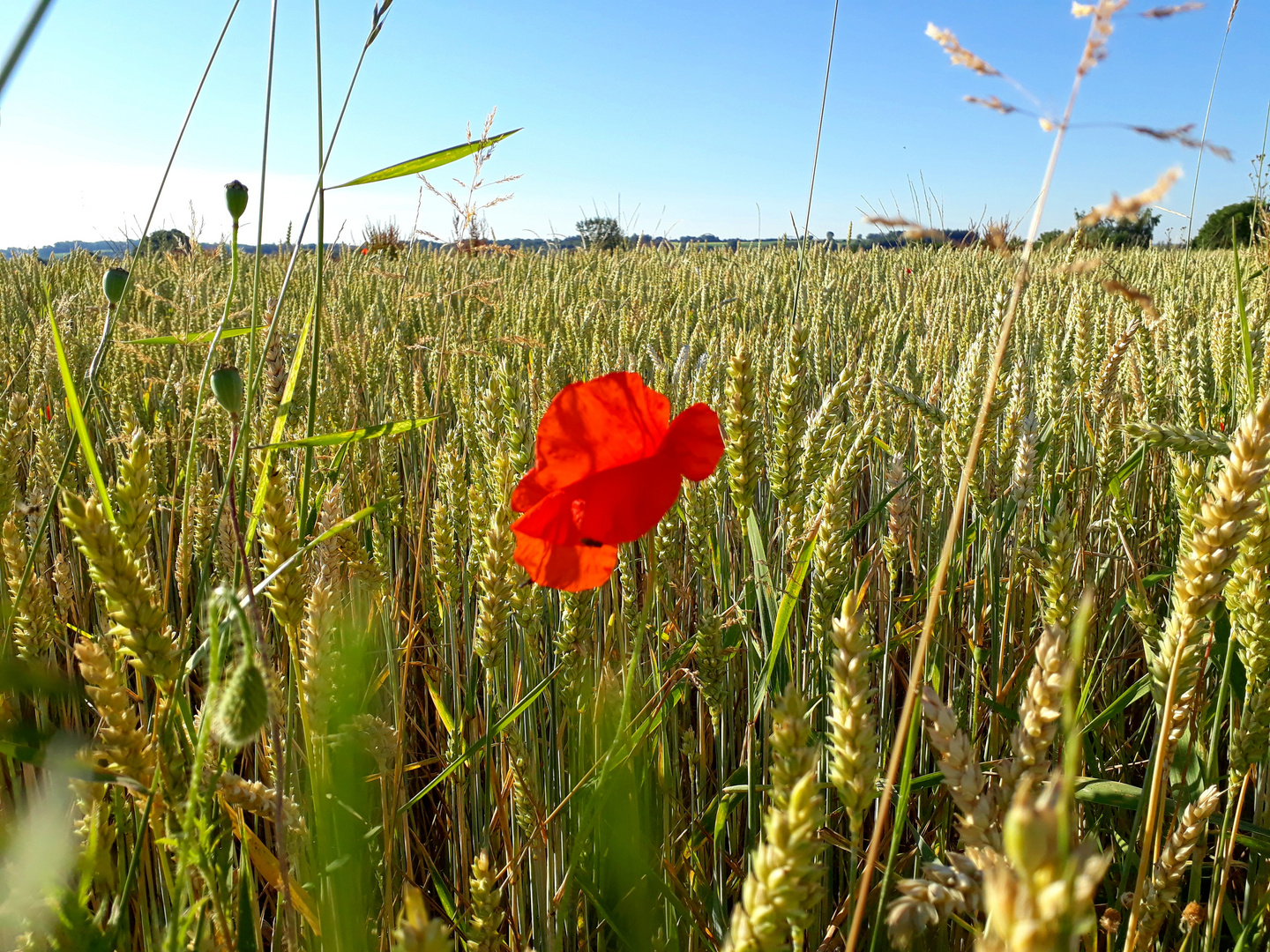 Belle des champs 