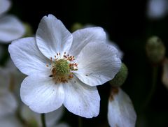 Belle du jardin