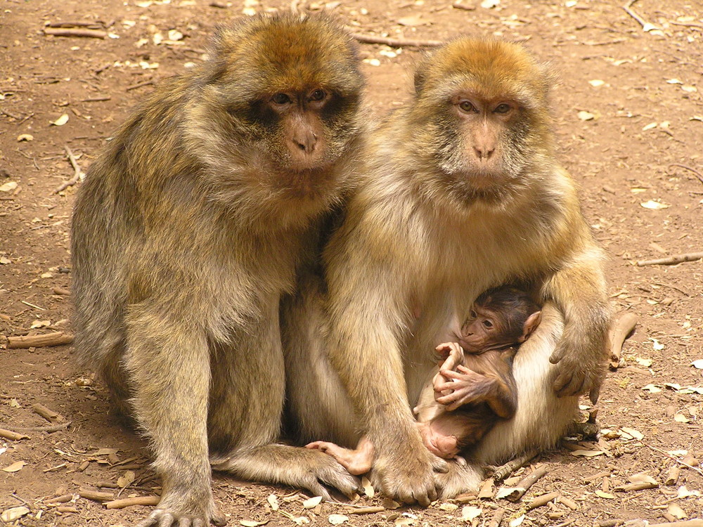 Belle famille