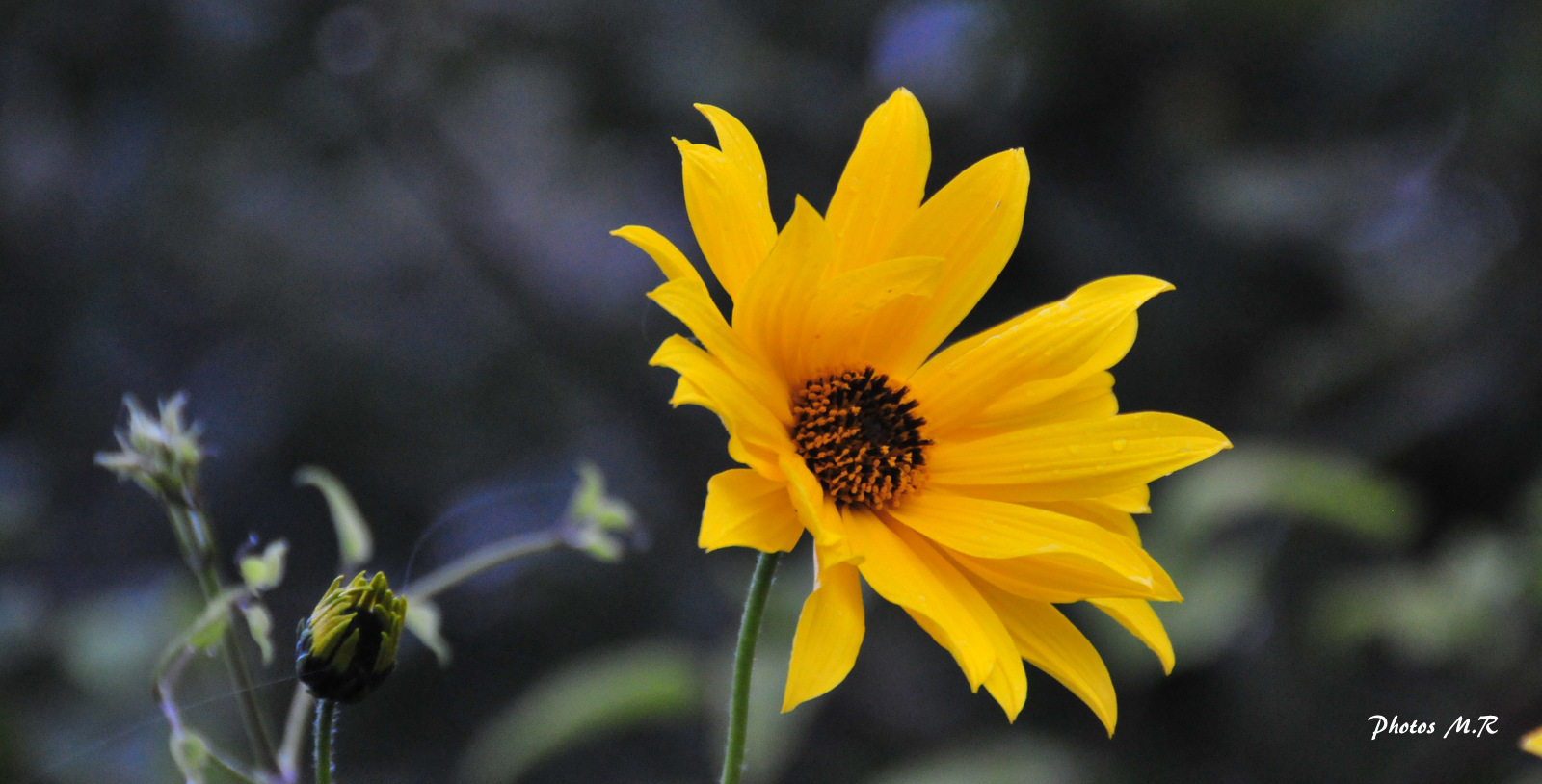 belle fleur comme un soleil....