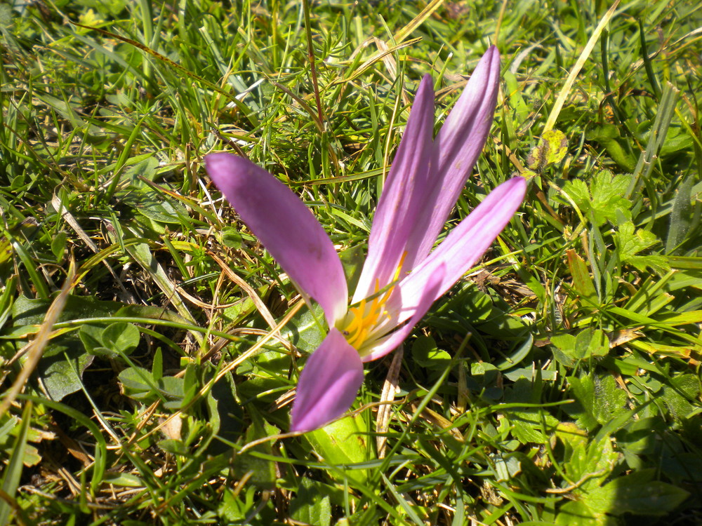 belle fleur des pyrénées