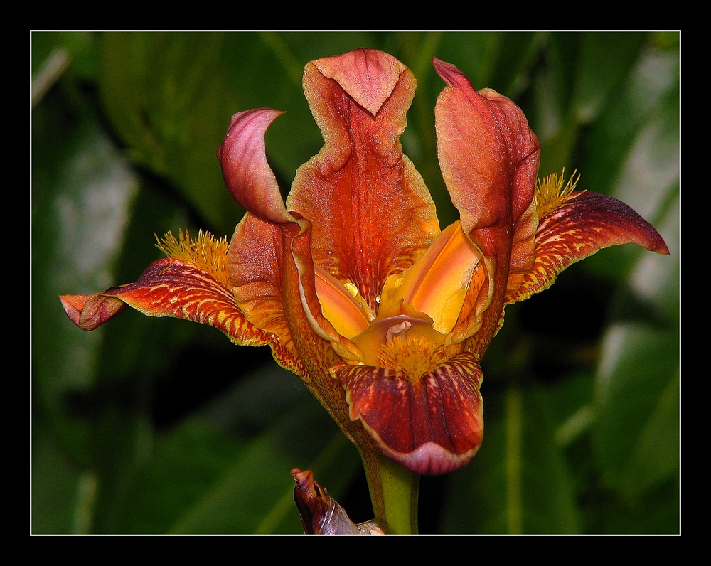 " Belle fleur d'iris"