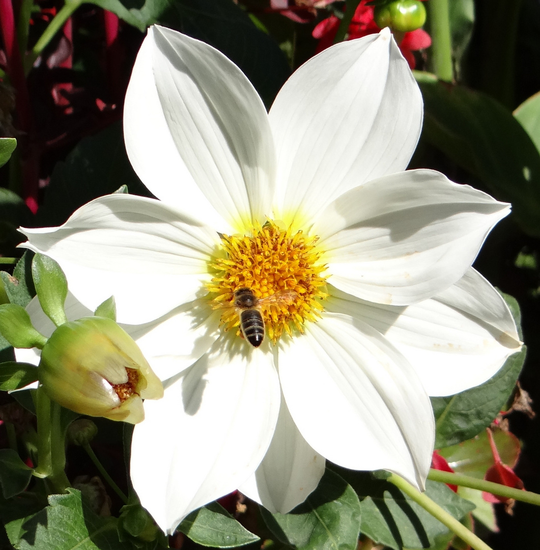 Belle Fleur et son Adoratrice