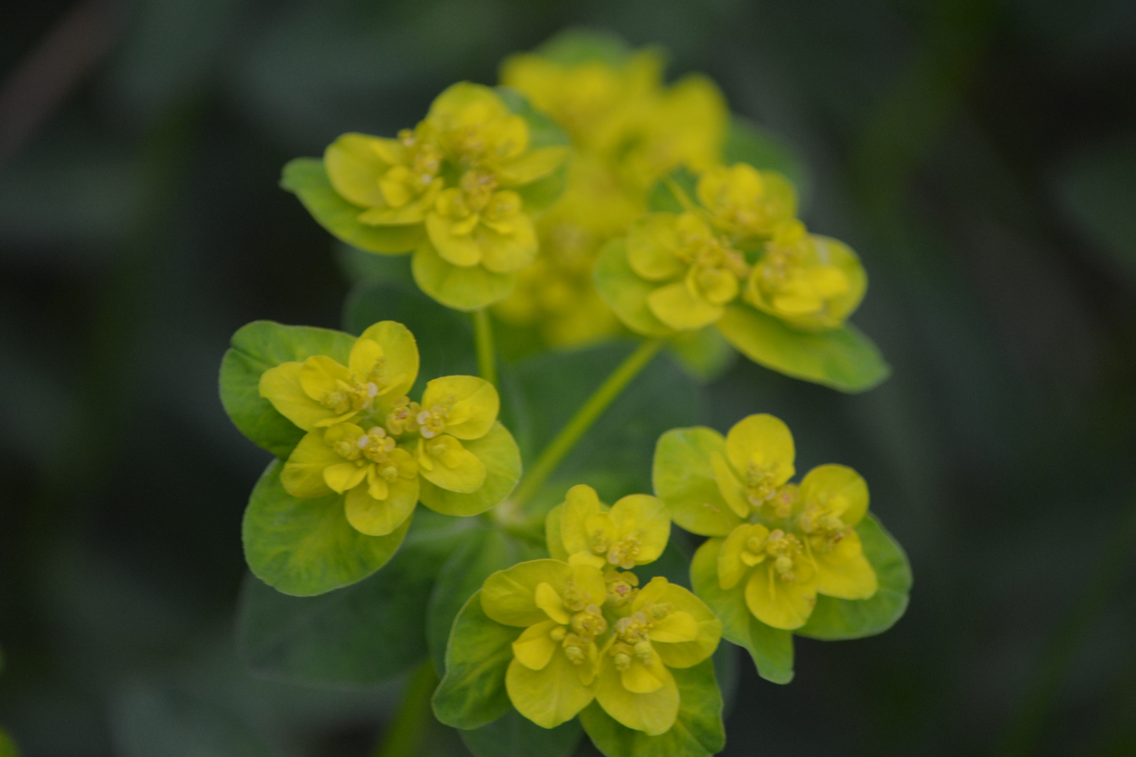 Belle Fleur Jaune !!!!!!!!